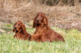 SETTER IRLANDAIS 257
